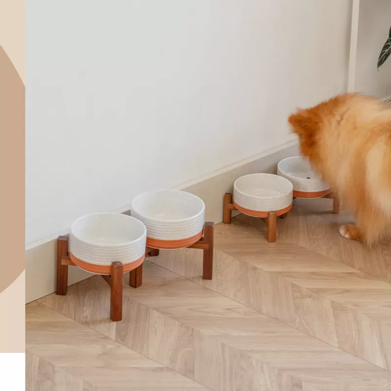 white ceramic dog bowls5