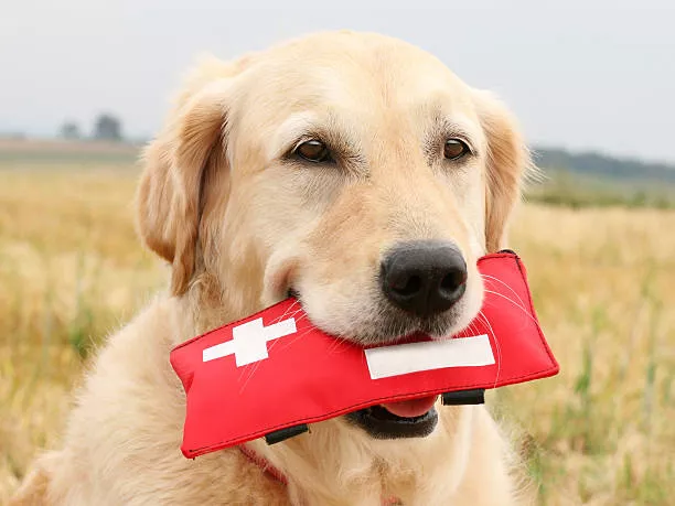 dog_first_aid_kit