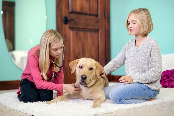 How_to_Customize_a_Pet_First_Aid_Kit_for_Different_Types_of_Pets