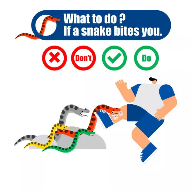 What You Need to Know About Snake Bite Kits