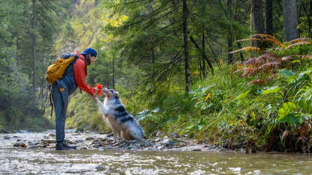 Dog owner using a waterproof pet first aid kit during a camping trip in the wilderness