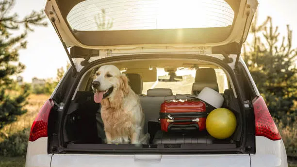 Dog sitting inside a vehicle next to a portable pet medical emergency kit during travel