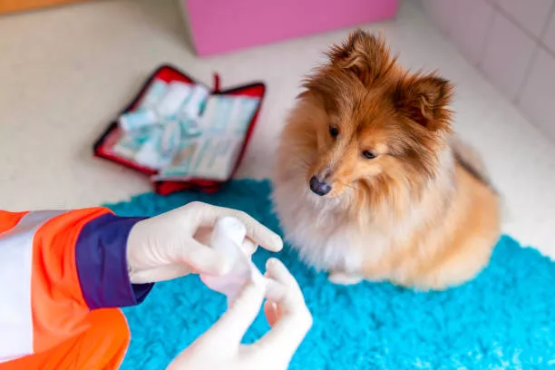 Pet Travel First Aid Kit Trends for 2026