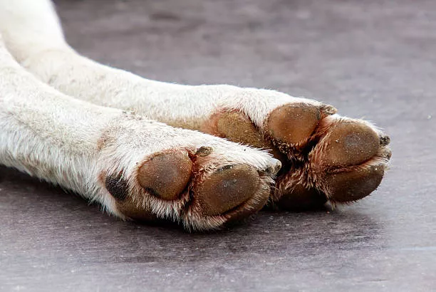 Dog trail paw injury