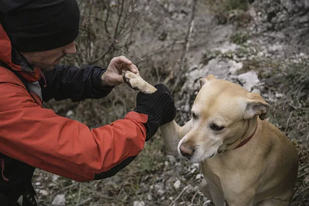 Checking hunting dog's paws after a field activity