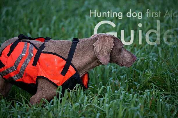 Complete Guide to Hunting Dog First Aid