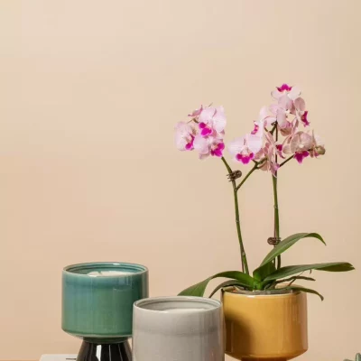 087133992797b7f3a34e4472468a04f2