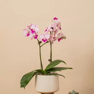 2c30077ad25ab95091887356e434ce39