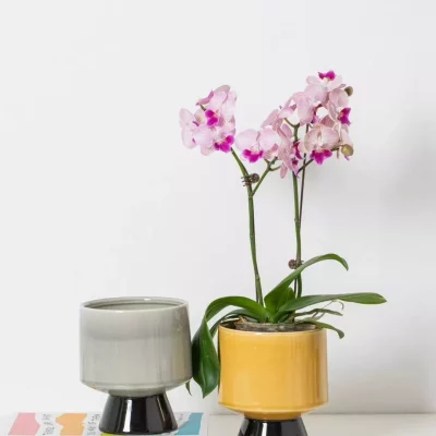 4354e1f53d8bbc14fc69a3b9536bea3e