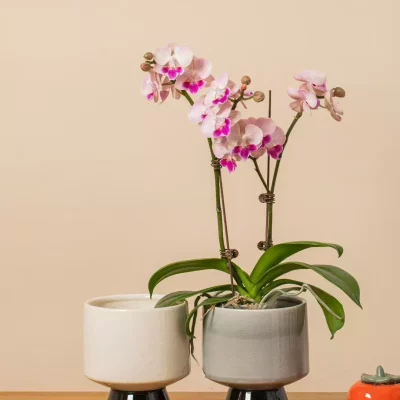 5043b17fb59db5a494e87f09f76a72c5