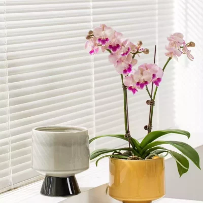 9d0b715f14eafc5283dcd9aa780014ba